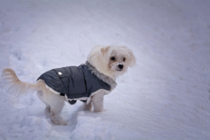 dog winter gear