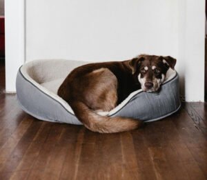 orthopaedic dog bed