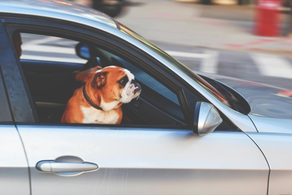 dog in car