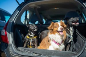 travelling with dogs
